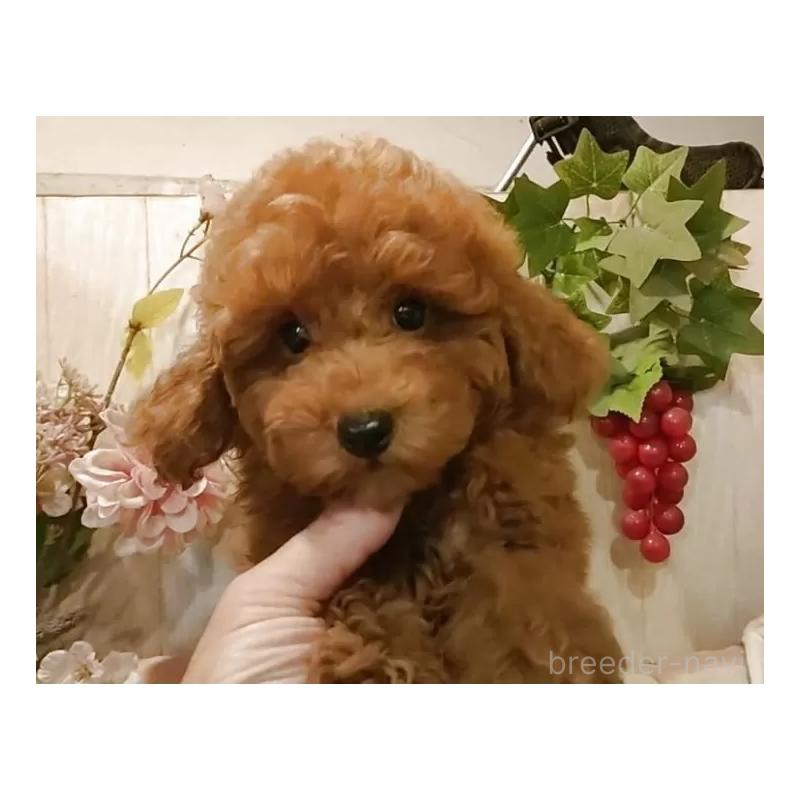 販売中の愛知県のティーカッププードル-417303の16枚目