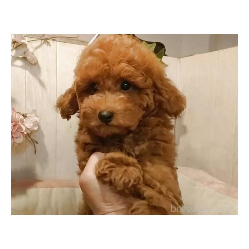 販売中の愛知県のティーカッププードル-417303の15枚目