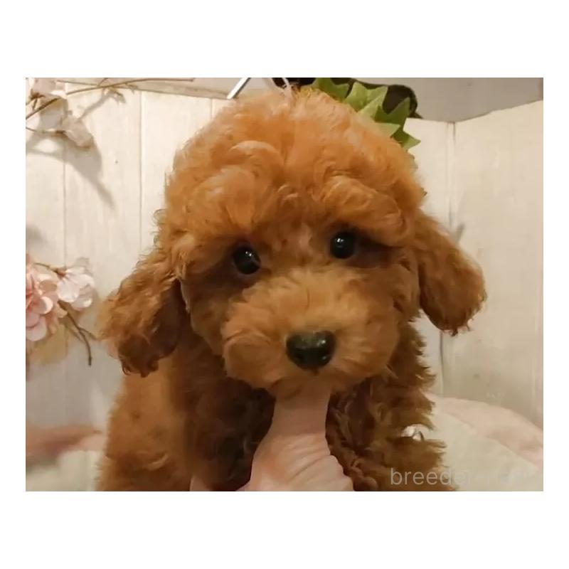 販売中の愛知県のティーカッププードル-417303の14枚目