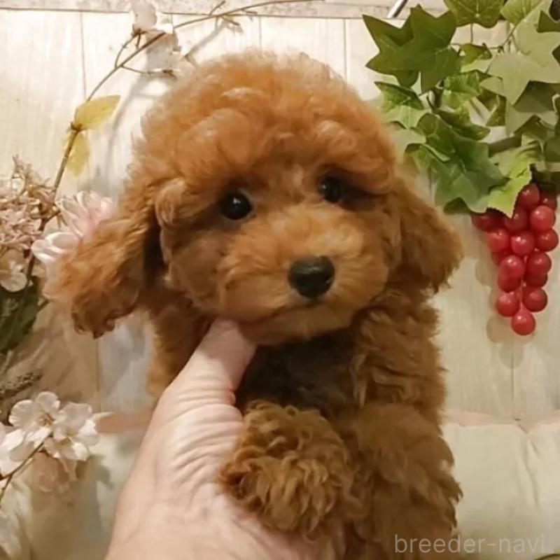 販売中の愛知県のティーカッププードル-417303の13枚目