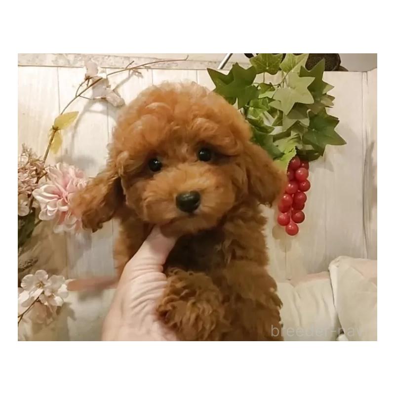 販売中の愛知県のティーカッププードル-417303の12枚目