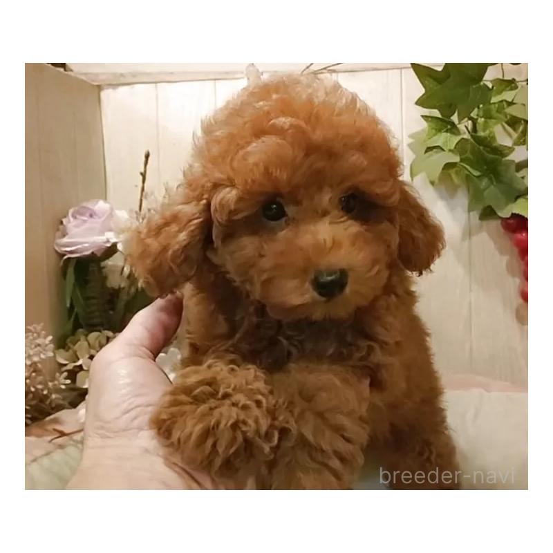 販売中の愛知県のティーカッププードル-417303の10枚目