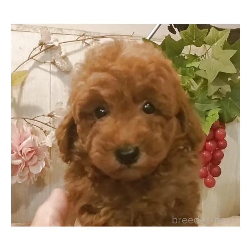 販売中の愛知県のティーカッププードル-417303の9枚目