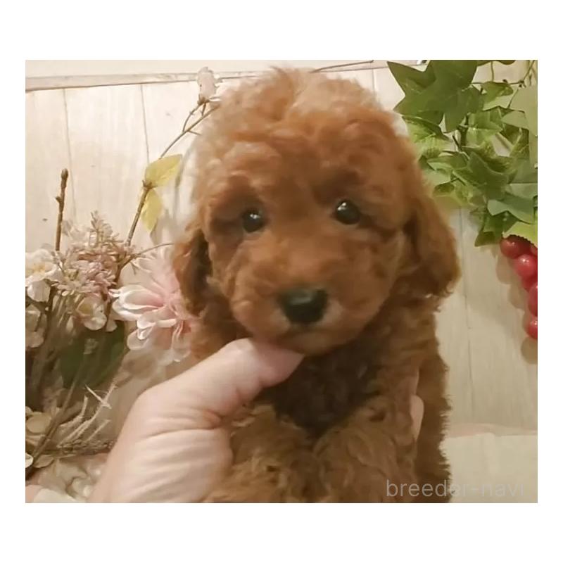 販売中の愛知県のティーカッププードル-417303の8枚目