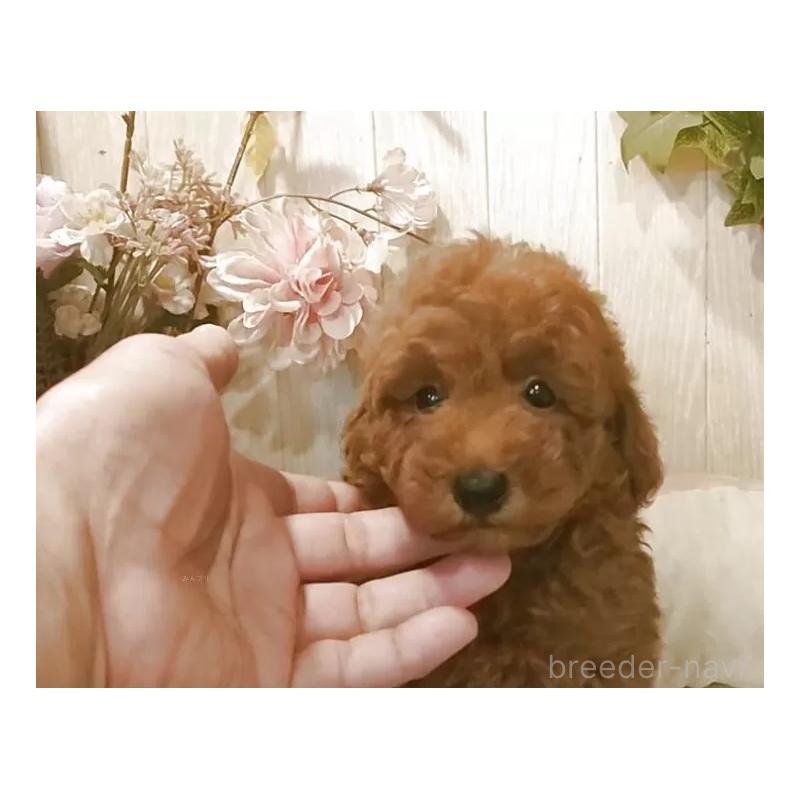 販売中の愛知県のティーカッププードル-417303の7枚目