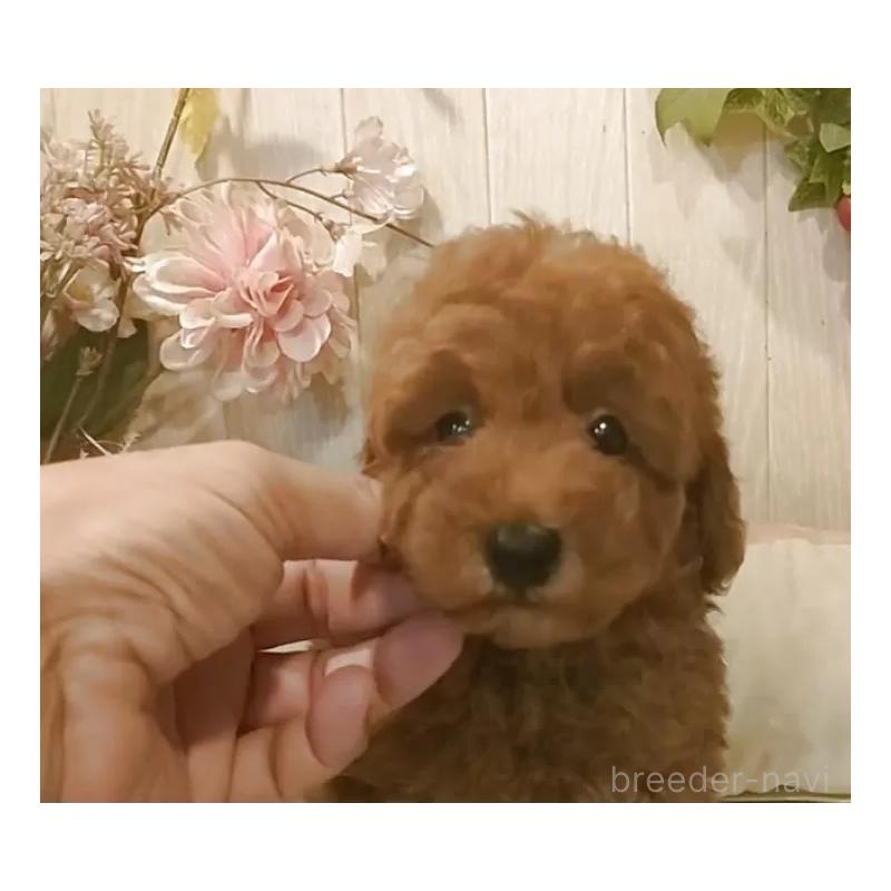 販売中の愛知県のティーカッププードル-417303の6枚目