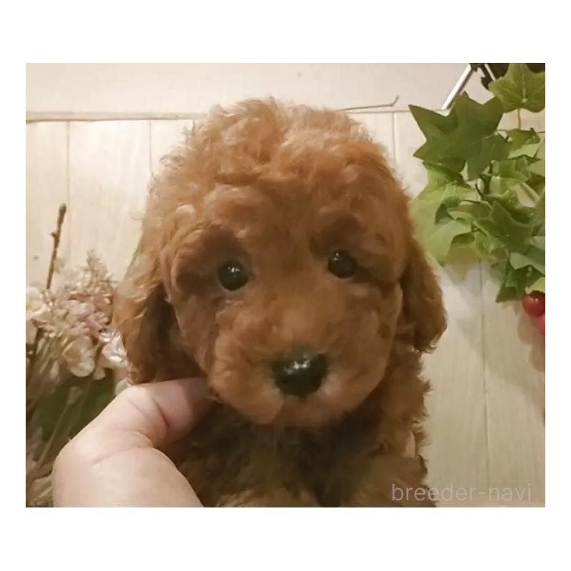 販売中の愛知県のティーカッププードル-417303の5枚目