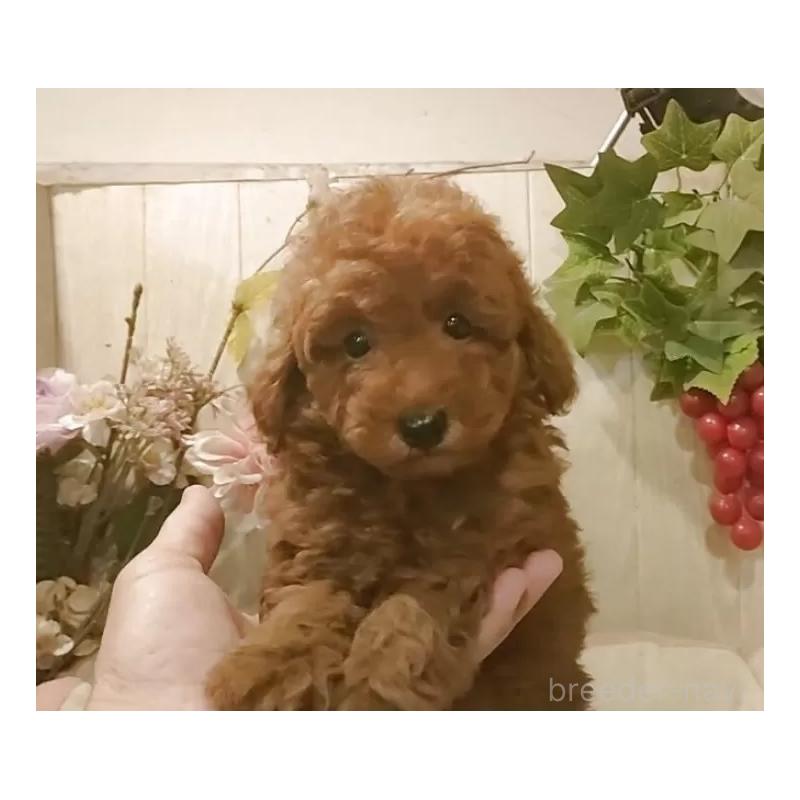 販売中の愛知県のティーカッププードル-417303の4枚目