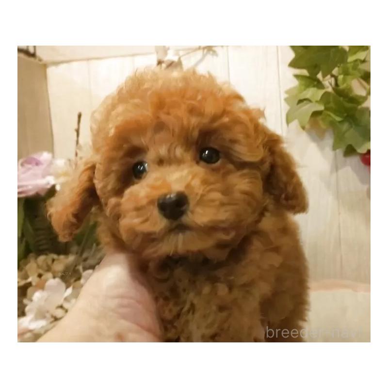 販売中の愛知県のティーカッププードル-417305の13枚目