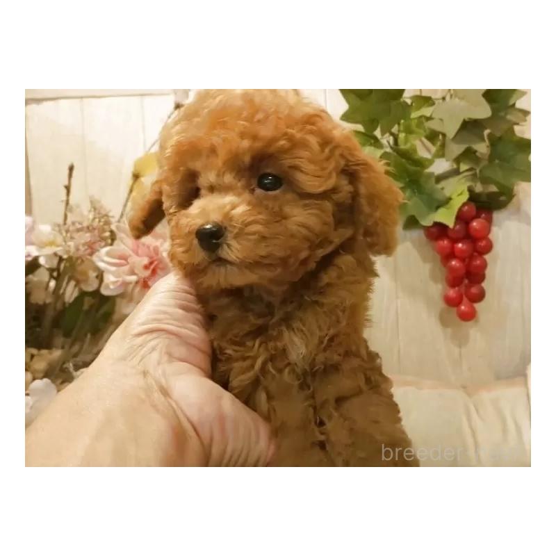 販売中の愛知県のティーカッププードル-417305の12枚目