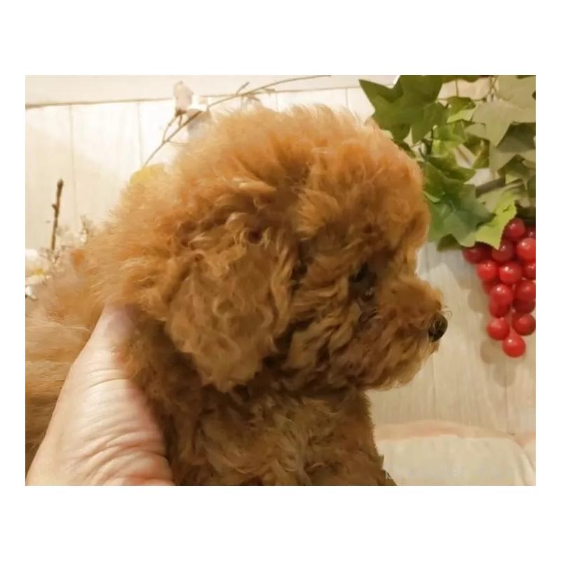 販売中の愛知県のティーカッププードル-417305の11枚目