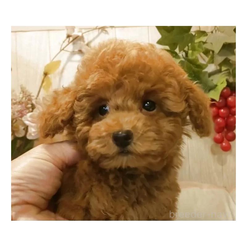 販売中の愛知県のティーカッププードル-417305の10枚目