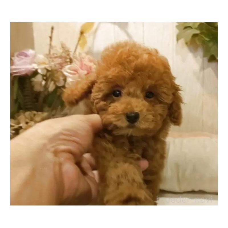 販売中の愛知県のティーカッププードル-417305の9枚目