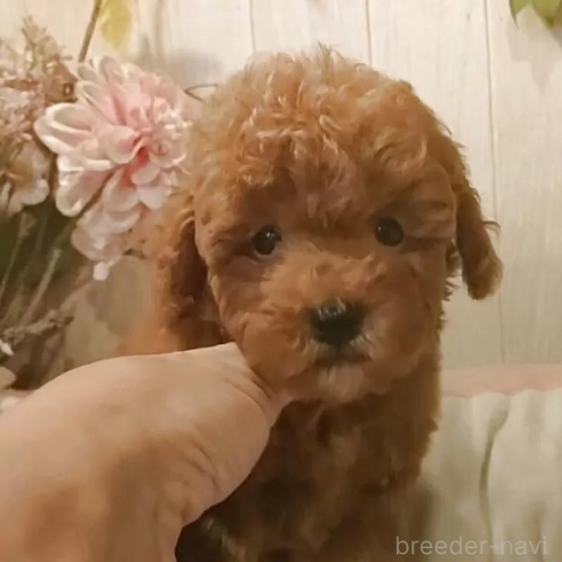 販売中の愛知県のティーカッププードル-417305の8枚目