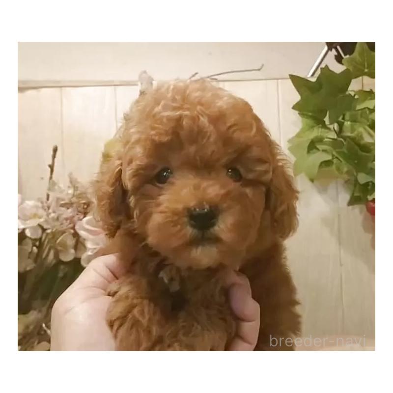 販売中の愛知県のティーカッププードル-417305の7枚目