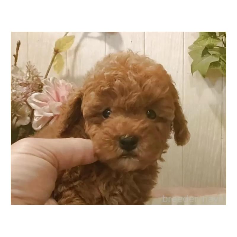 販売中の愛知県のティーカッププードル-417305の6枚目