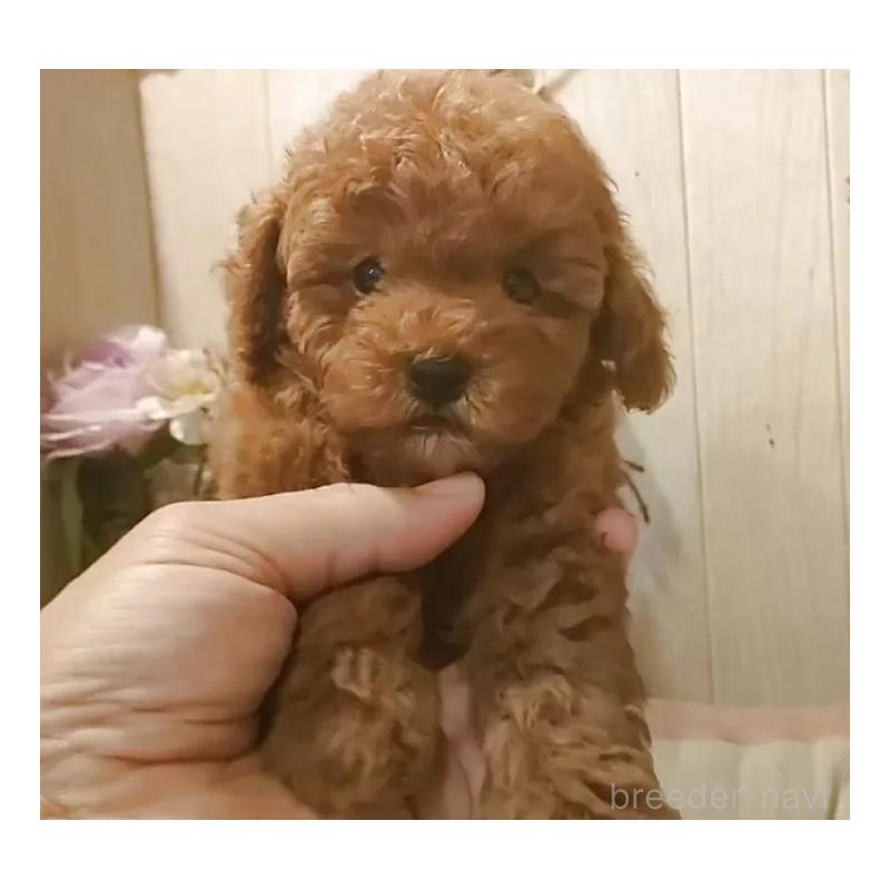 販売中の愛知県のティーカッププードル-417305の5枚目