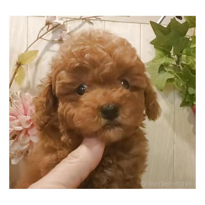 販売中の愛知県のティーカッププードル-417305の4枚目