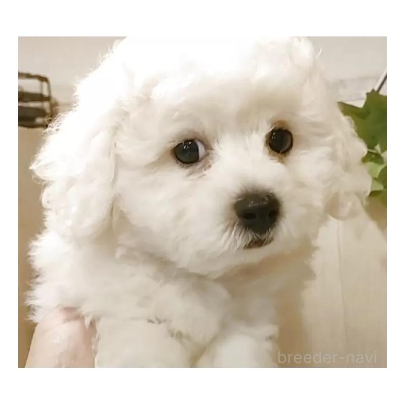 成約済の愛知県のビションフリーゼ-418682の12枚目