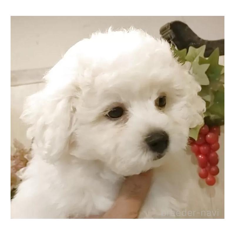 成約済の愛知県のビションフリーゼ-418682の11枚目