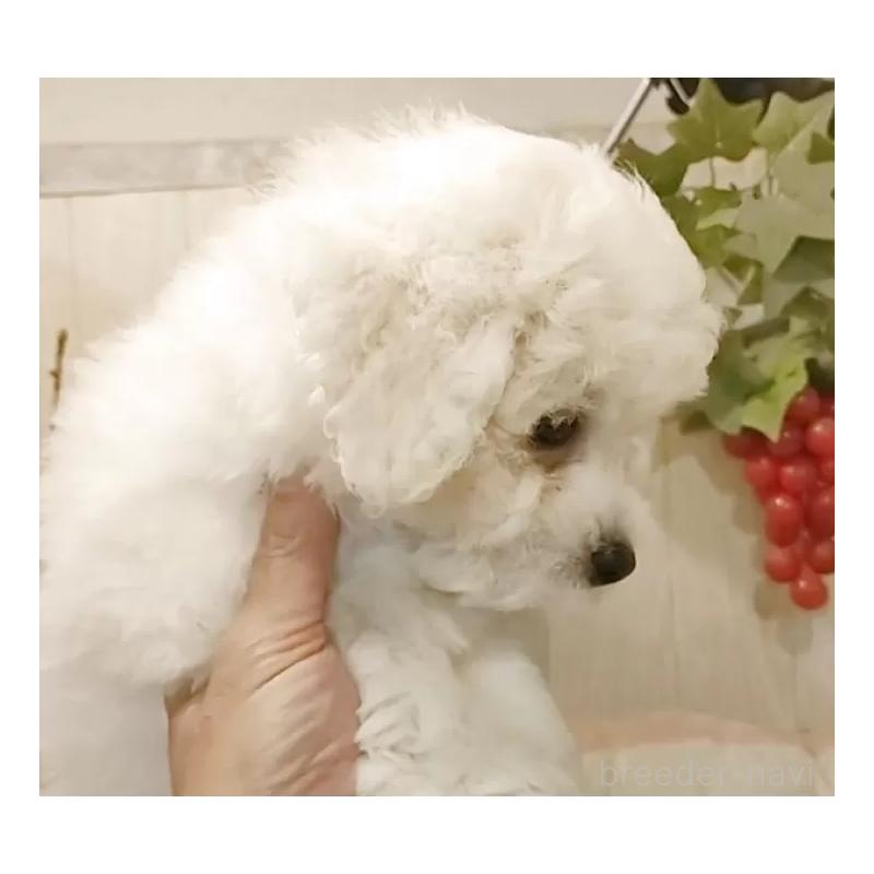 成約済の愛知県のビションフリーゼ-418682の10枚目