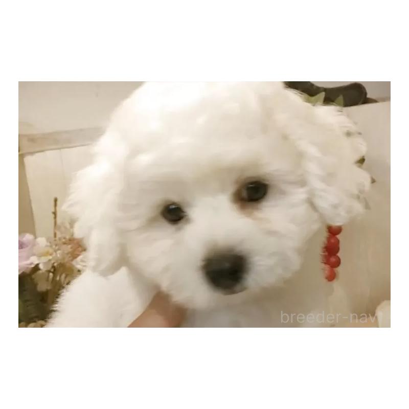 成約済の愛知県のビションフリーゼ-418682の9枚目