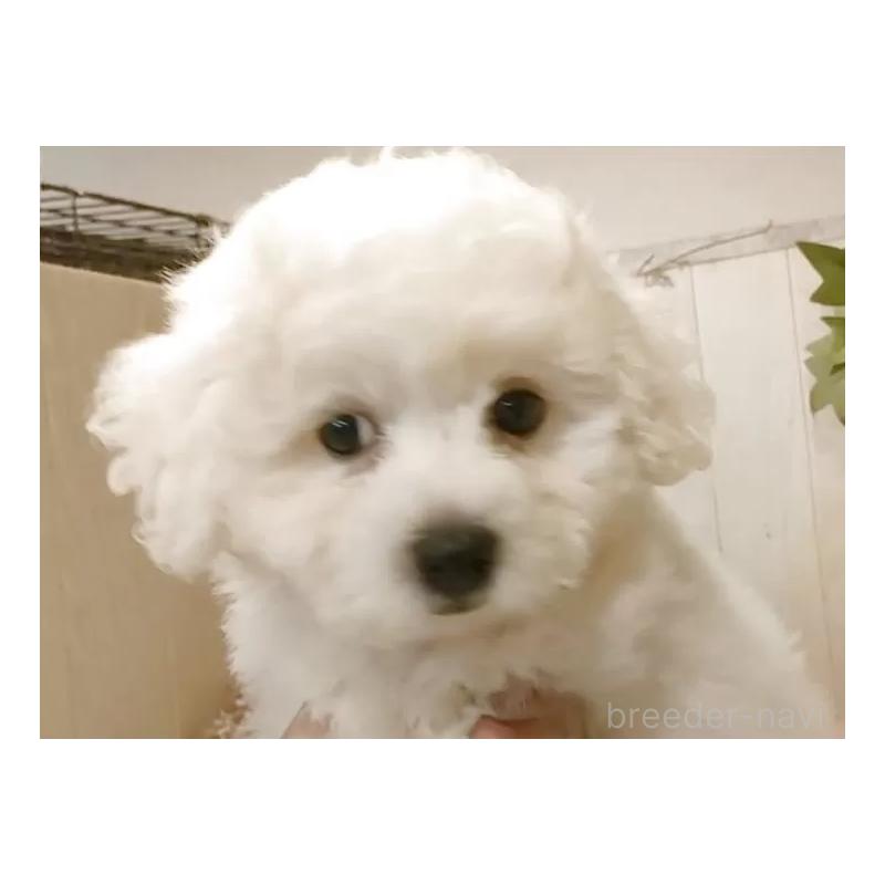 成約済の愛知県のビションフリーゼ-418682の8枚目