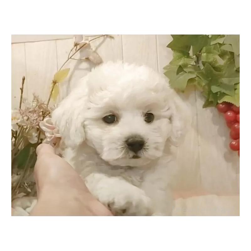 成約済の愛知県のビションフリーゼ-418682の6枚目