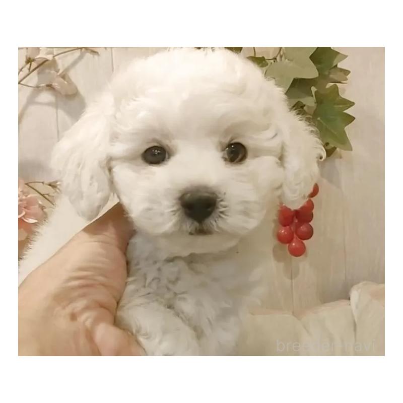 成約済の愛知県のビションフリーゼ-418682の4枚目