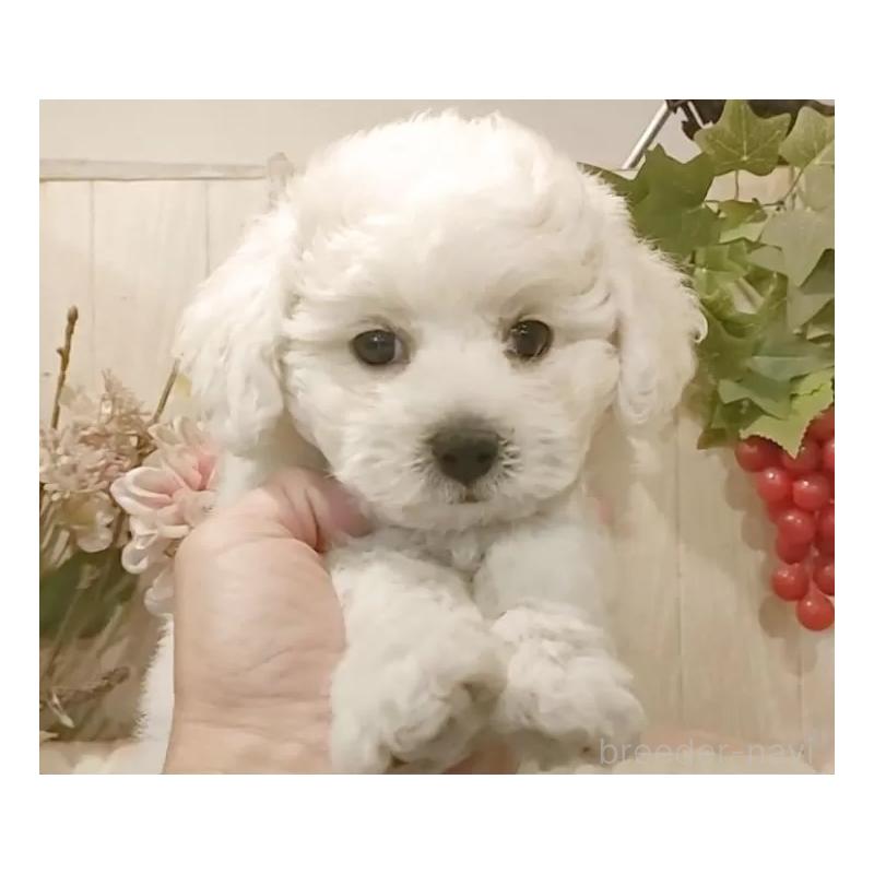 成約済の愛知県のビションフリーゼ-418682の3枚目