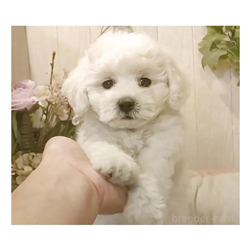 成約済の愛知県のビションフリーゼ-418682の2枚目