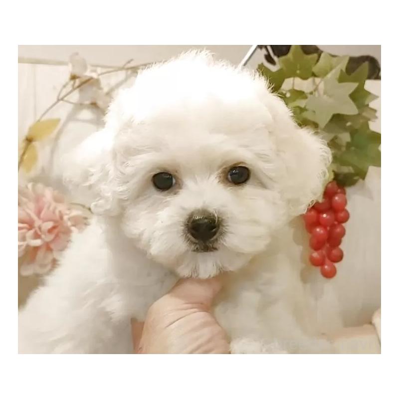 販売中の愛知県のビションフリーゼ-418683の16枚目