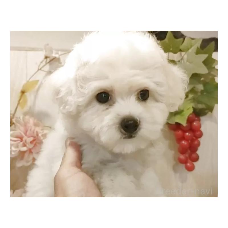 販売中の愛知県のビションフリーゼ-418683の15枚目