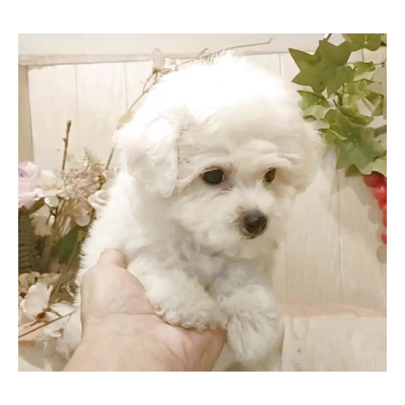 販売中の愛知県のビションフリーゼ-418683の14枚目