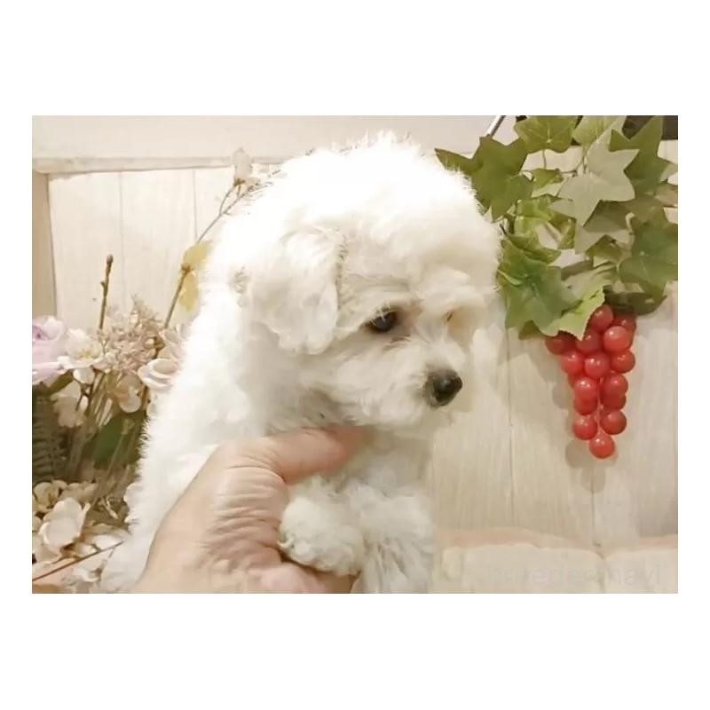 販売中の愛知県のビションフリーゼ-418683の9枚目