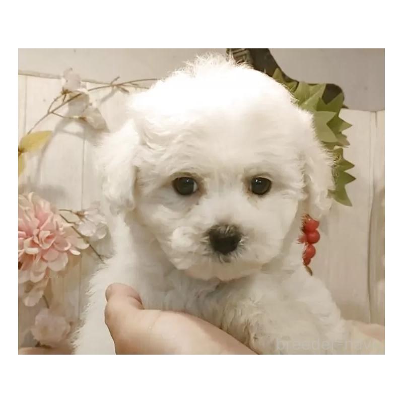 販売中の愛知県のビションフリーゼ-418683の7枚目