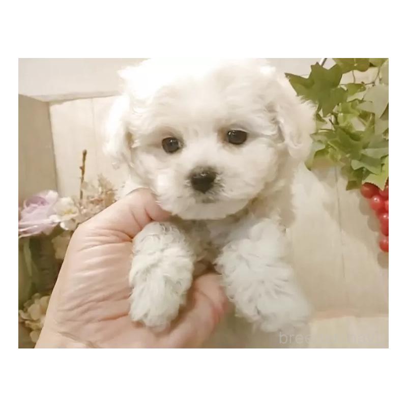 販売中の愛知県のビションフリーゼ-418683の5枚目