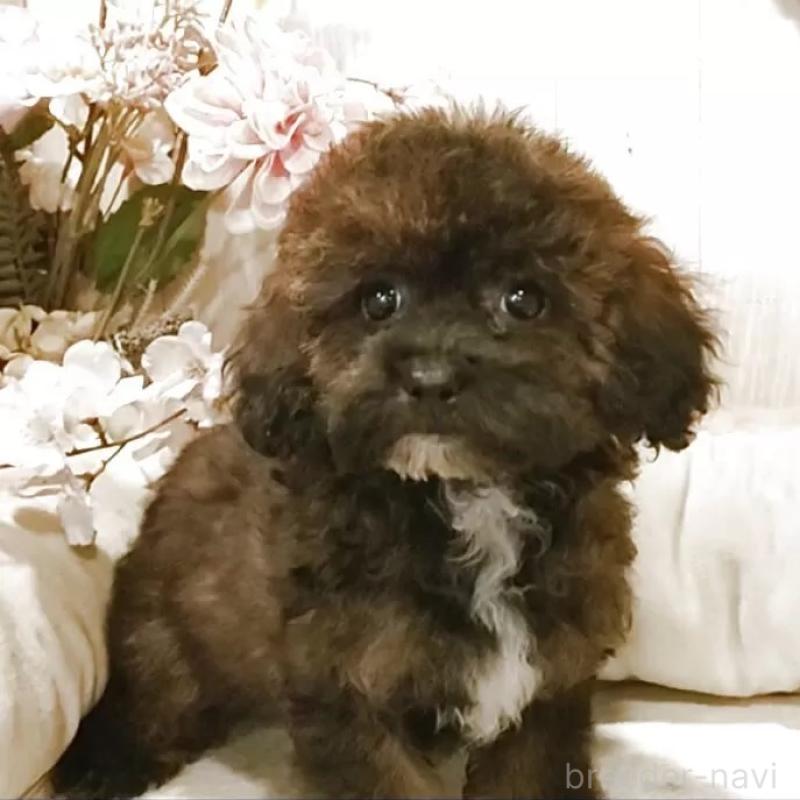 販売中の愛知県のティーカッププードル-415433