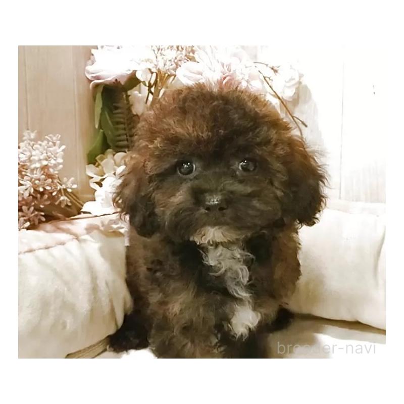 販売中の愛知県のティーカッププードル-415433の15枚目