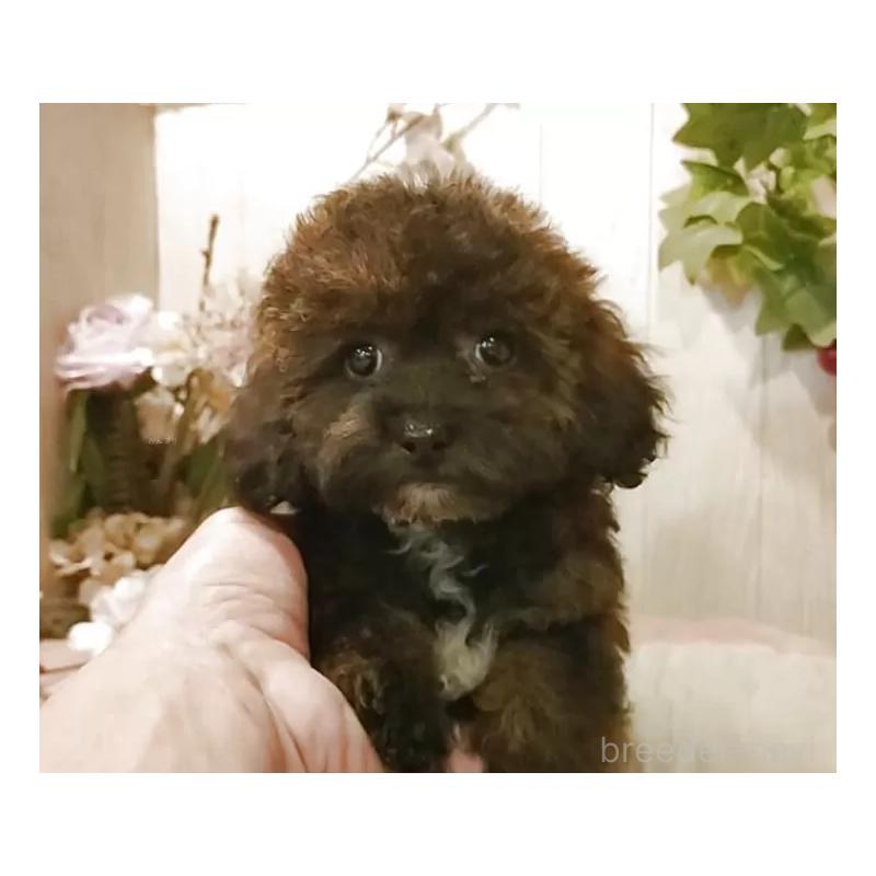 販売中の愛知県のティーカッププードル-415433の14枚目