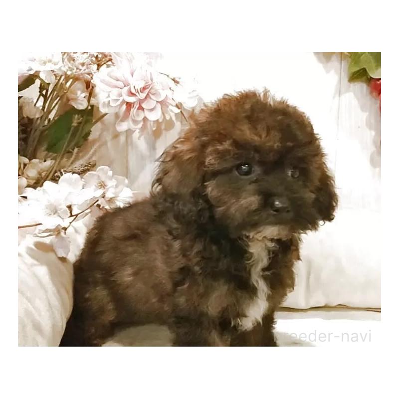 販売中の愛知県のティーカッププードル-415433の13枚目