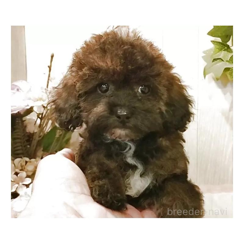 販売中の愛知県のティーカッププードル-415433の11枚目