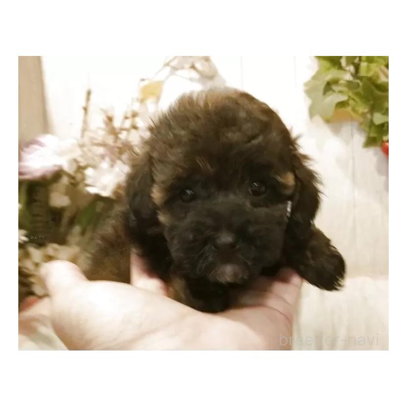 販売中の愛知県のティーカッププードル-415433の8枚目