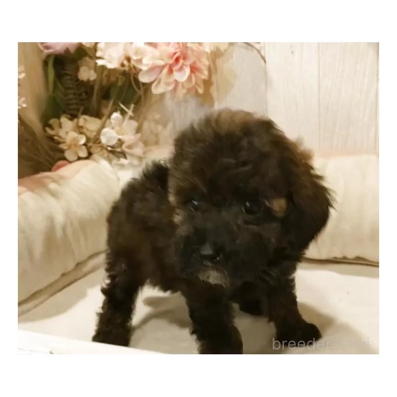 販売中の愛知県のティーカッププードル-415433の7枚目