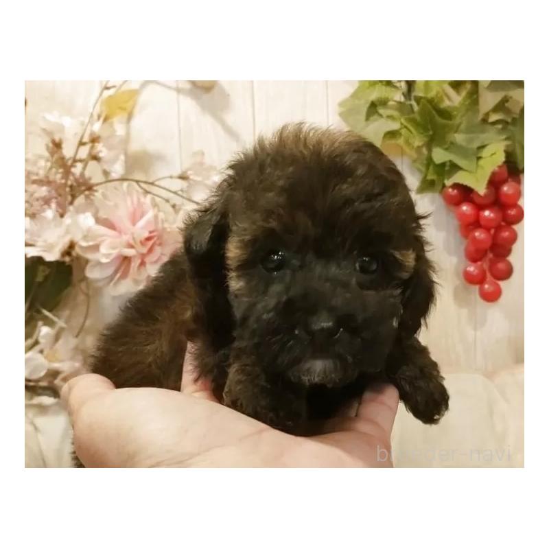 販売中の愛知県のティーカッププードル-415433の6枚目