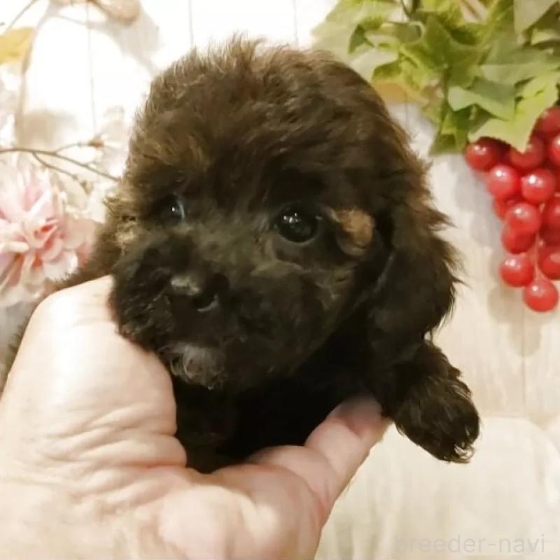 販売中の愛知県のティーカッププードル-415433の5枚目