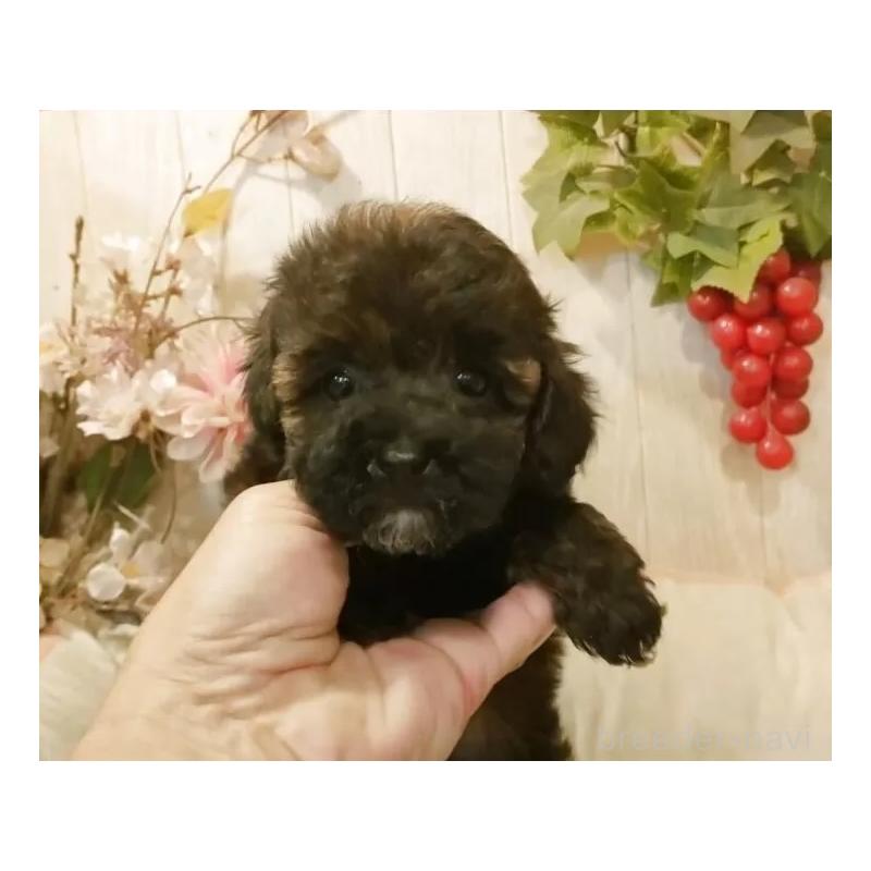 販売中の愛知県のティーカッププードル-415433の4枚目