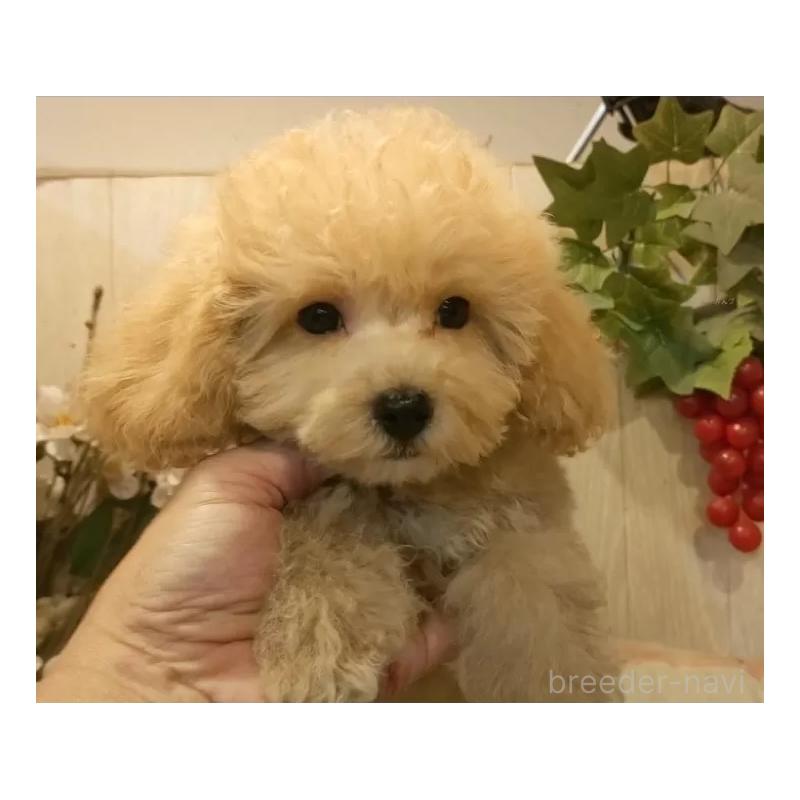 販売中の愛知県のティーカッププードル-415426の16枚目