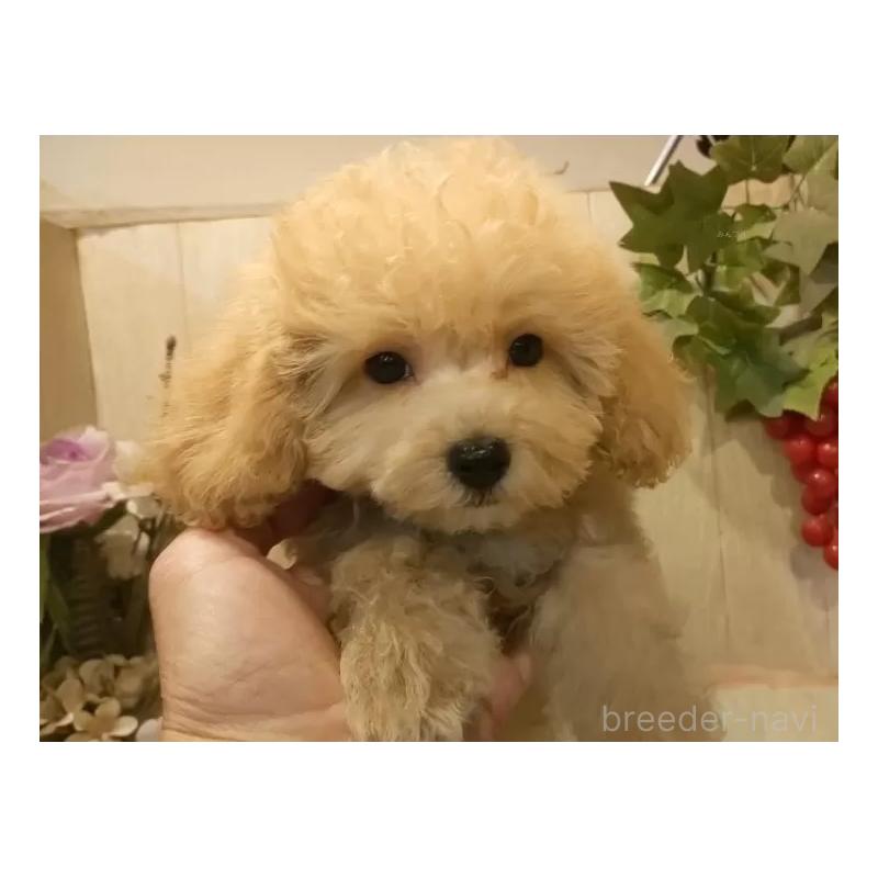 販売中の愛知県のティーカッププードル-415426の15枚目