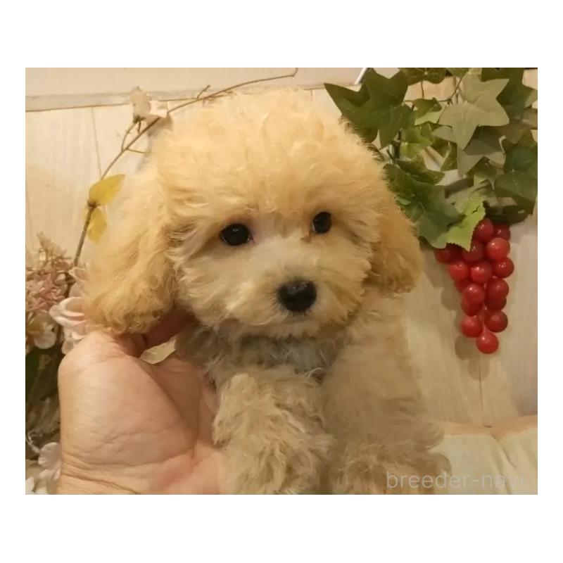 販売中の愛知県のティーカッププードル-415426の14枚目